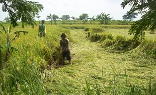 Angin kencang, tanaman padi ambruk