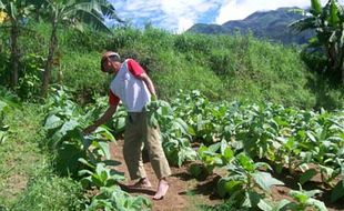 Hujan jadi kendala, petani tembakau was-was