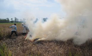 Geram, petani Gemantar bakar sawah puso