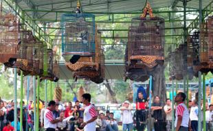 LOMBA BURUNG BERKICAU