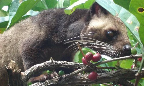 Kopi Luwak Halal atau Haram? Ini Penjelasannya