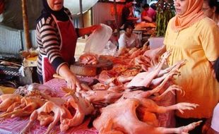 HARGA AYAM : Kini Mulai Turun, di Kulonprogo Capai Rp37.000 Per Kg