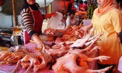 HARGA AYAM : Kini Mulai Turun, di Kulonprogo Capai Rp37.000 Per Kg