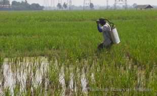 20 Hektare tanaman padi diserang wereng