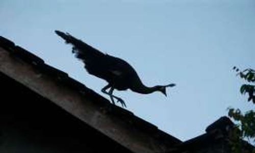 Merapi bergejolak, burung merak turun gunung