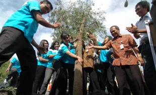 PENGHIJAUAN SOLO : 1.000 Pohon di Solo Butuh Peremajaan