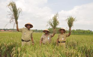 Nogosari panen raya padi   