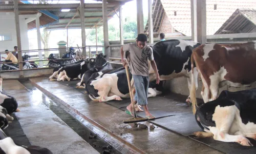 Pascabencana, produksi susu Boyolali mulai pulih   