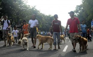 HEWAN PELIHARAAN : Inilah Alasan Ilmiah Manusia Sayang Anjing