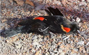 Kasus kematian burung merambah ke Lousiana 