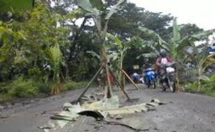 Jalan penghubung Masaran-Kedawung jadi kebun pisang