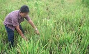 Puluhan ha padi di Masaran terancam gagal panen