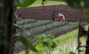 PERTANIAN BANTUL : Harga Bawang Merah "Memuaskan" Petani