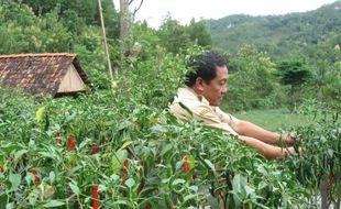 Lelang Cabai Dimulai, Harga Dibuka dengan Rpp22.500 per Kg