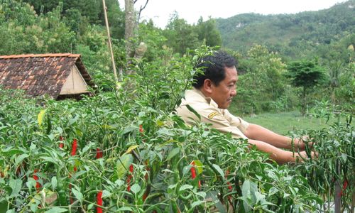 Lelang Cabai Dimulai, Harga Dibuka dengan Rpp22.500 per Kg