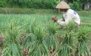 Tergiur Harga, Petani Giripeni Pilih Tanam Harga Bawang