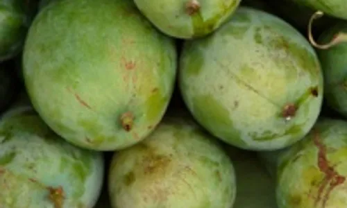 Mangga paling bagus buat kesehatan usus