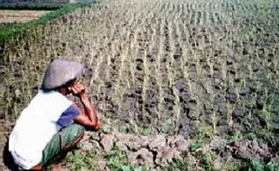 Petani gagal panen dapat BLT Rp 2,6 juta mulai April