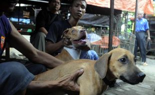 Denpasar Sibuk Kendalikan Populasi Anjing Liar