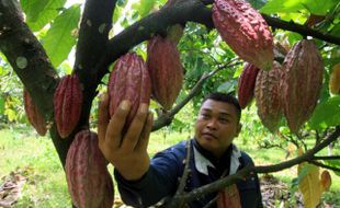 PERKEBUNAN PACITAN : Pemkab Pacitan Gandeng Swasta Budidayakan Kakao