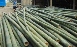 Lahan Terbatas, Produktivitas Bambu Turun