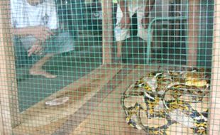 2 Ular python besar gemparkan warga Kliwonan