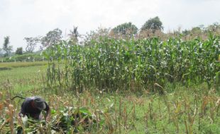 Panen jagung terganggu cuaca