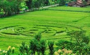 Kapolres: "Crop Circle" di Ngaglik rekayasa manusia  