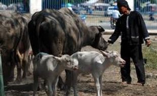 Kerbau Kiai Slamet bebani TSTJ Rp 80 juta/tahun