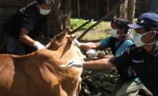 Lagi, sapi milik warga Tanon mati mendadak