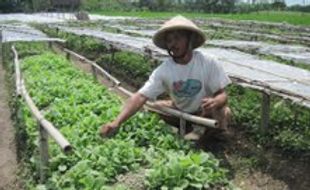 Mulai tanam tembakau, petani lereng Merapi optimistis 