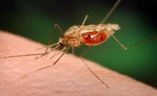 PENYEBARAN PENYAKIT KLATEN : Petugas Puskesmas Diminta Pantau Pemudik Daerah Endemis Malaria