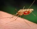 Malaria Masih Ada di Kulonprogo, Pemkab Gencar Program Eliminasi hingga Pelosok