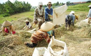 PILPRES 2014 : Relawan Jokowi di Bantul Sumbang Hasil Bumi untuk Takjil