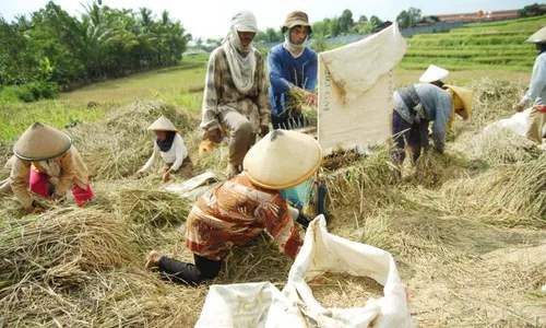 PILPRES 2014 : Relawan Jokowi di Bantul Sumbang Hasil Bumi untuk Takjil