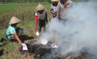 Gagal panen, petani bakar SPPT PBB