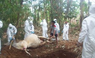 KLB baru saja dicabut, dugaan antraks kembali merebak di Sragen