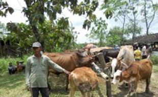 KELANGKAAN DAGING SAPI : Harga Sapi di Klaten Naik Rp2 Juta/Ekor