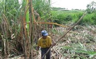 Produksi gula Jateng masih butuh raw sugar