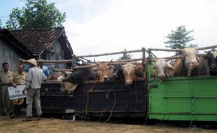 Surplus sapi potong, petani-peternak tetap terpuruk