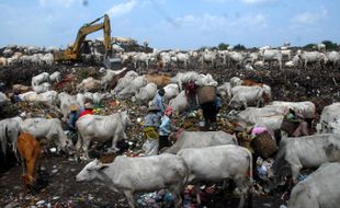 PENGELOLAAN SAMPAH SOLO : Pakan Sapi Putri Cempo Bakal Disubsidi