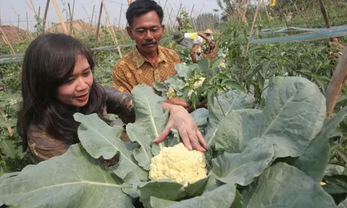 PANEN KEMBANG KOL