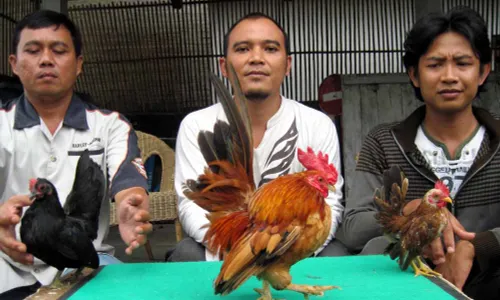 Serama, ayam Malaysia yang mempesona