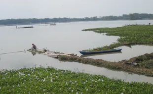 Waduk Cengklik ditebari ikan pemakan eceng gondok