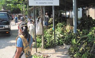 Jalan-jalan ke sentra pisang Juwangi, Boyolali