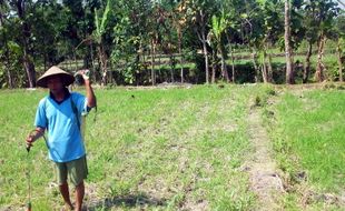 Tikus mengganas, ratusan hektare tanaman jagung gagal panen