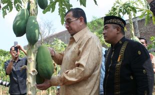 Mensos panen pepaya di Kemasan