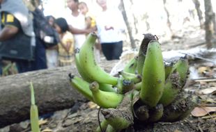 Buah pisang tumbuh tanpa pohon hebohkan warga