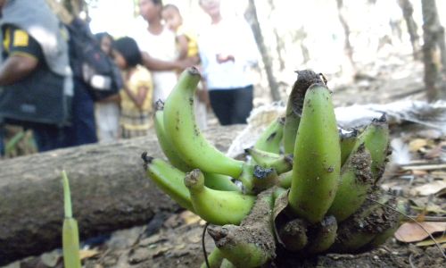 Buah pisang tumbuh tanpa pohon hebohkan warga