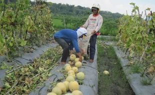 Petani Karangmojo panen melon perdana